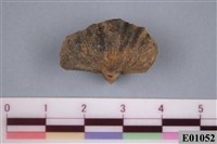 藏品(古生代化石)的圖片